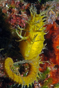 another seahorse by Andy Kutsch 